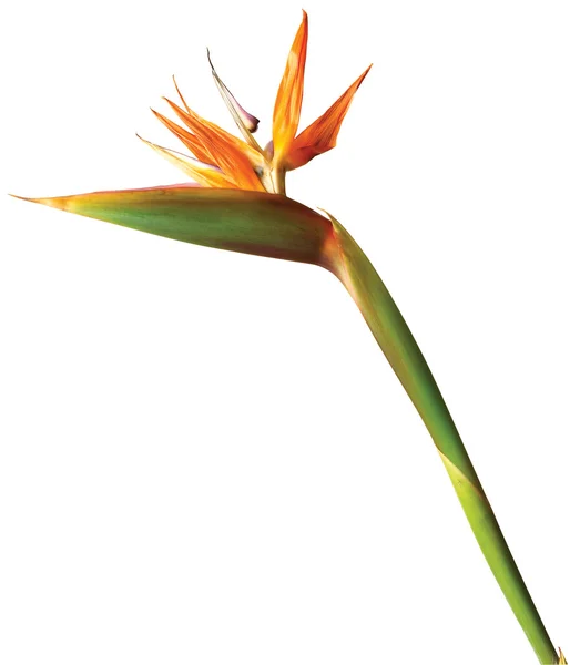 Stock image Bird of paradise flower isolated on a white background with clip