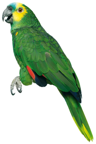 Grüner Papagei auf weißem Hintergrund — Stockfoto