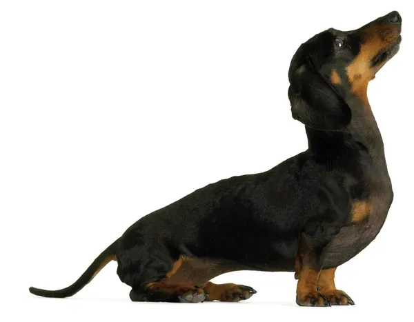 Zijaanzicht van een dashund worst dog geïsoleerd op een witte pagina — Stockfoto