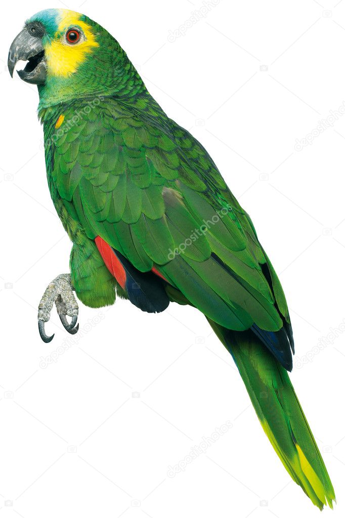 Green parrott on a white background