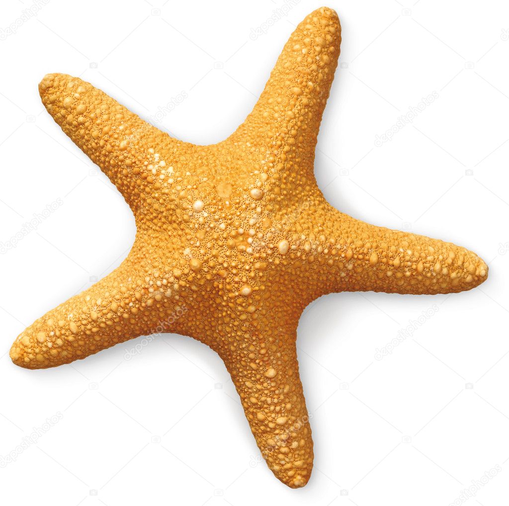 Overhead view of a sea starfish isolated on a white background