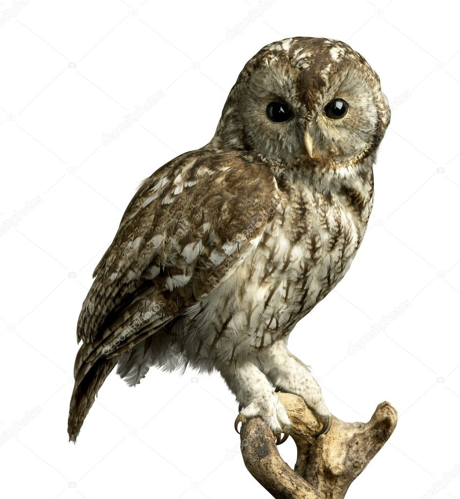 Owl on a perch with clipping path