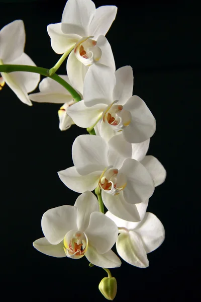 stock image Orchid