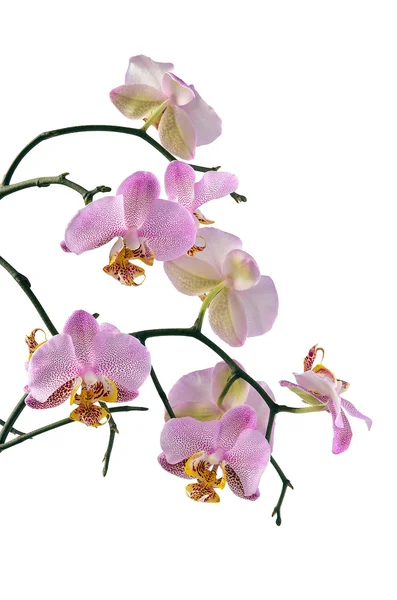 Stock image Pink orchid