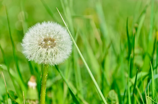 stock image Dandelion