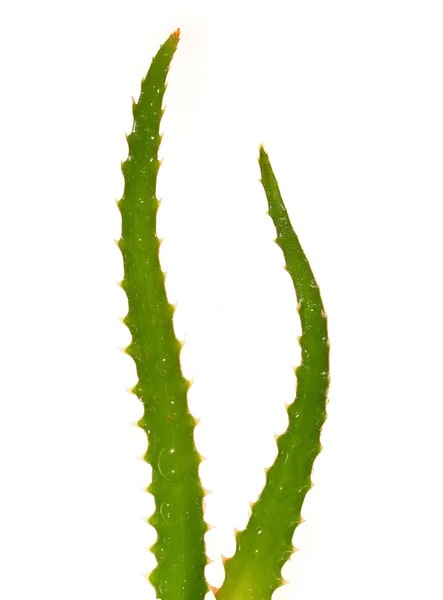 Aloes zwyczajny — Zdjęcie stockowe