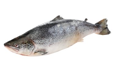 Big salmon fish isolated on white clipart