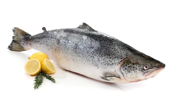 Peixes de salmão grandes isolados em branco — Fotografia de Stock