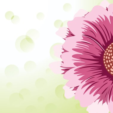 gerbera papatya