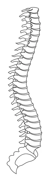 Columna vertebral humana — Archivo Imágenes Vectoriales