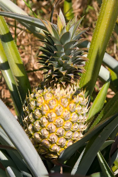Ananaspflanze — Stockfoto