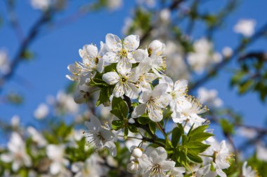Çiçek açan elma ağacı mavi gökyüzüne karşı
