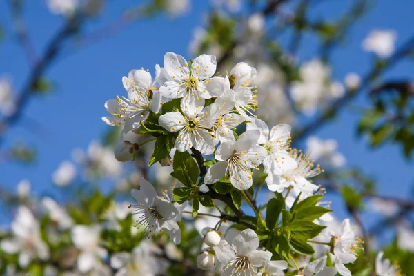 Цветущие яблони на фоне голубого неба — стоковое фото