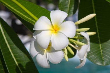 Frangipani çiçek