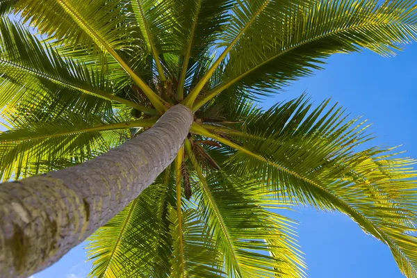 Palm tree — Stock Photo, Image