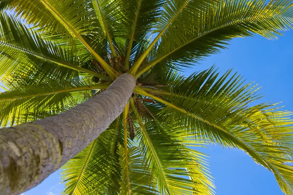 Palmträd Stockbild