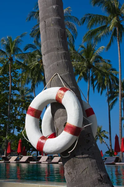 Boya salvavidas colgando de una palmera — Foto de Stock