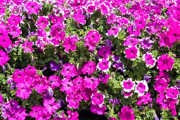 stock image Bright pink petunias