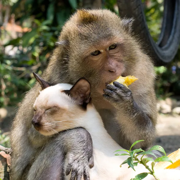 Mono y gato doméstico —  Fotos de Stock