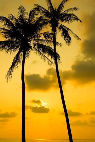 Пальмы силуэт на закате — стоковое фото