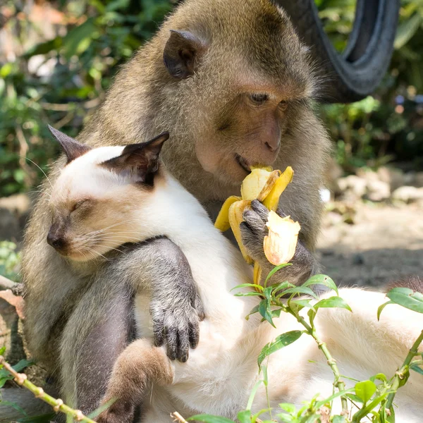 Gato e macaco — Fotografia de Stock