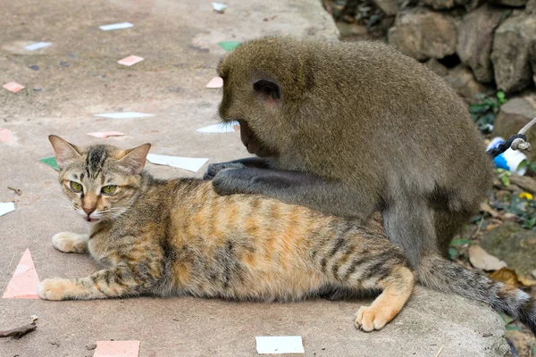 Monkey and domestic cat Stock Photo