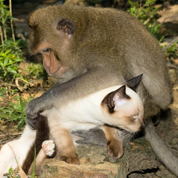 Monkey and domestic cat Stock Picture