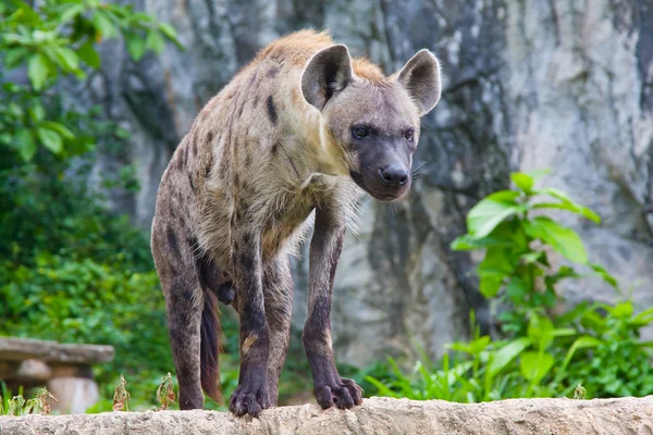 Gevlekte hyena — Stockfoto
