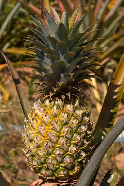 Ananaspflanze — Stockfoto