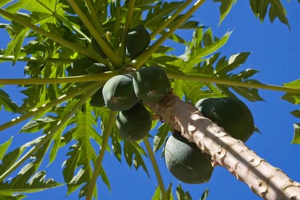 Bos van papaja 's — Stockfoto