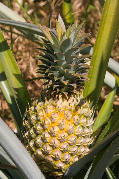 Ananas plante — Photo