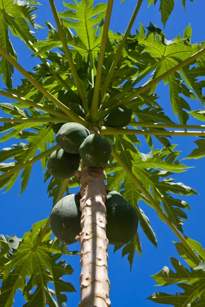 Haufen Papayas — Stockfoto