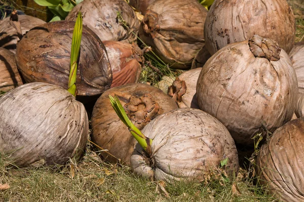 Oude kokosnoot — Stockfoto