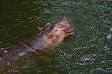 Hippopotamus clipart