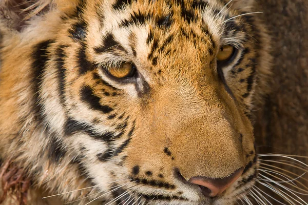 Twarz tygrys — Zdjęcie stockowe