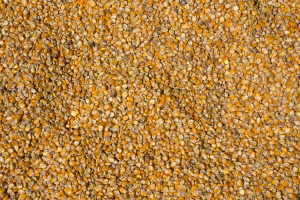 Grains of maize background — Stock Photo, Image