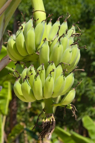 Bananen auf einem Baum — Stockfoto
