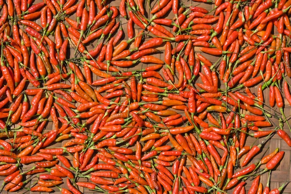Pozadí detailní červené horké papriky — Stock fotografie