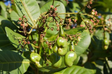 Cashew nuts growing on a tree. clipart