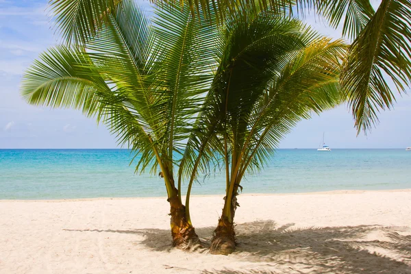 Palm träd gateway till vackra strand — Stockfoto