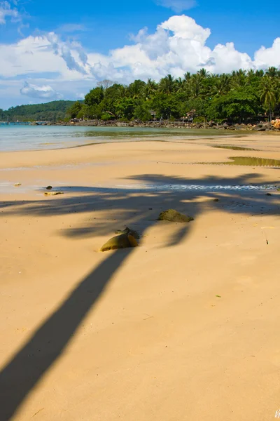 Skugga palmer på havet — Stockfoto
