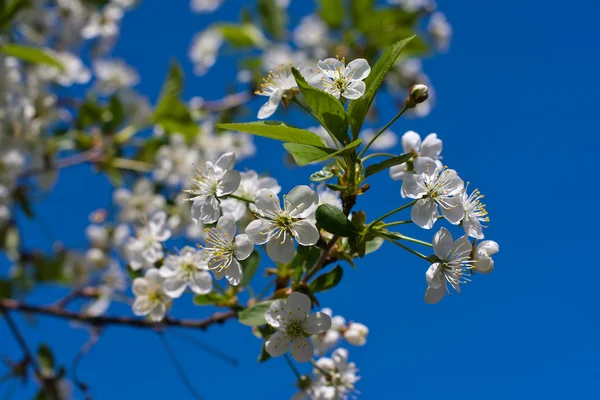 Flores de cereja brancas no tempo de primavera — Fotografia de Stock