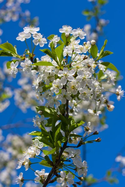 Flores de cereja brancas no tempo de primavera — Fotografia de Stock