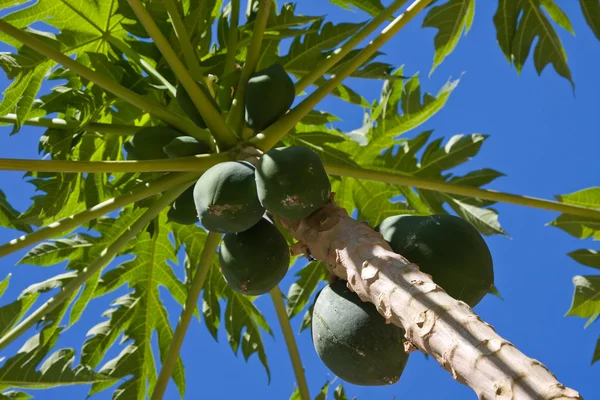 Bunch Of Papayas — Stock Photo, Image