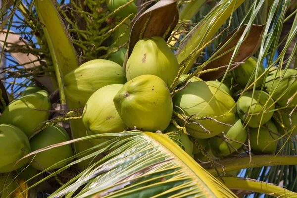 Noci di cocco sulla palma — Foto Stock