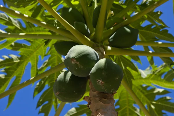 Bande de papayes suspendues à l'arbre — Photo