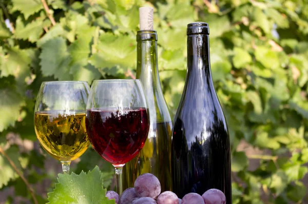 Rode en witte wijn in flessen en glazen — Stockfoto