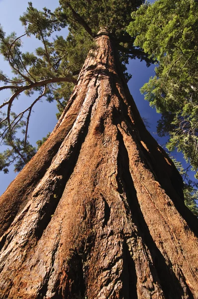 Sequoia gigante Imagem De Stock