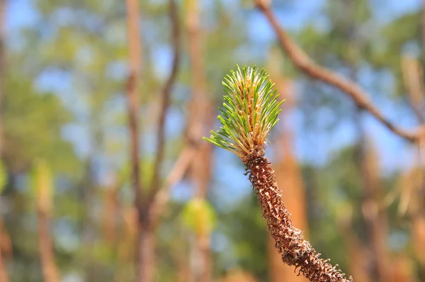 Young fir close up — Stock Photo, Image