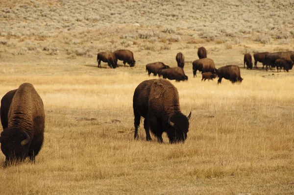 Grupp av buffalo i yellowstone national park — Stockfoto